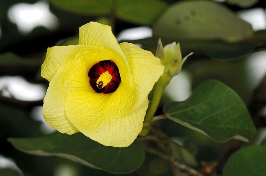 ปอทะเล สรรพคุณและประโยชน์