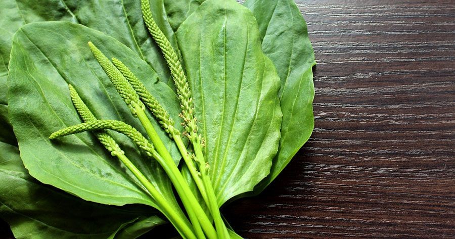 ผักกาดน้ำ สรรพคุณและประโยชน์