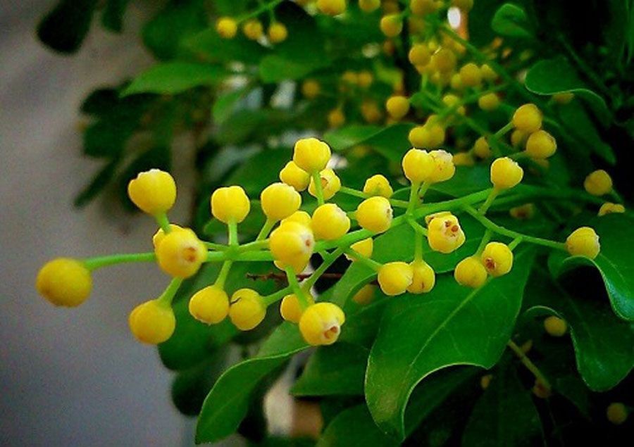 ประยงค์ สรรพคุณและประโยชน์