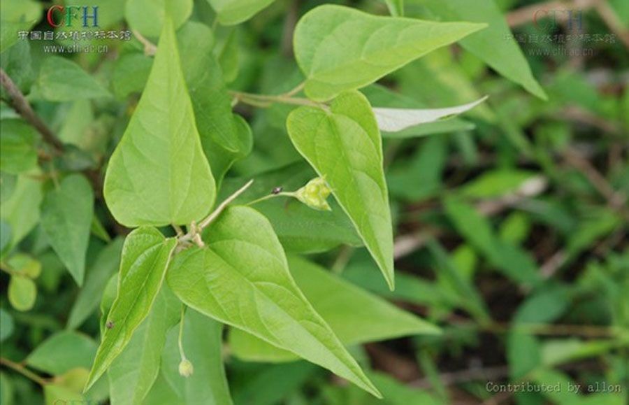 ข้าวต้ม สรรพคุณและประโยชน์