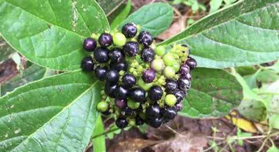 ข้าวเย็นใต้ สรรพคุณและประโยชน์