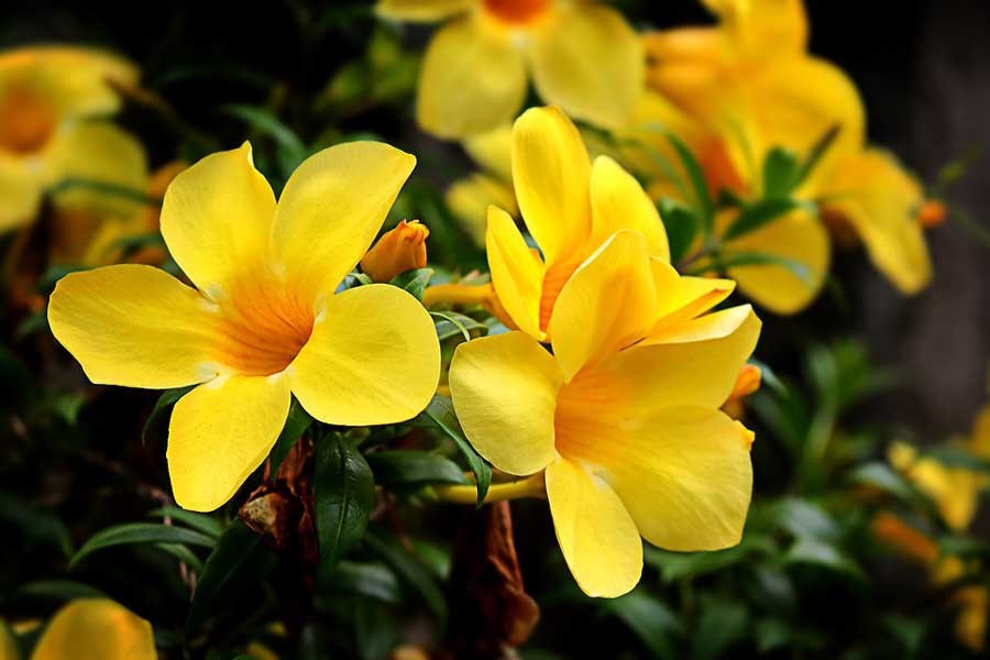 บานบุรีเหลือง สรรพคุณและประโยชน์