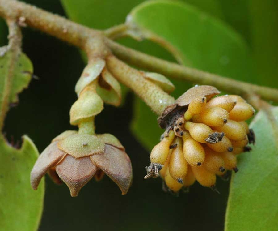 น้ำเต้าน้อย สรรพคุณและประโยชน์