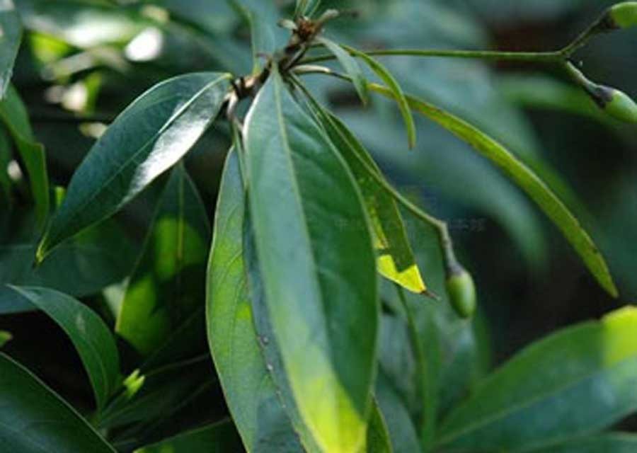 ต้นทัน สรรพคุณและประโยชน์