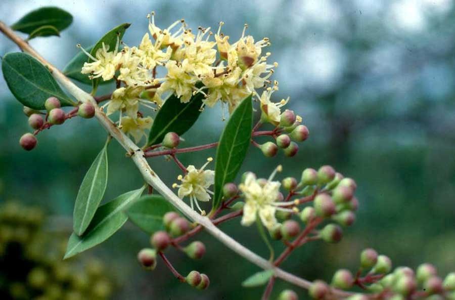 เทียนกิ่ง สรรพคุณและประโยชน์