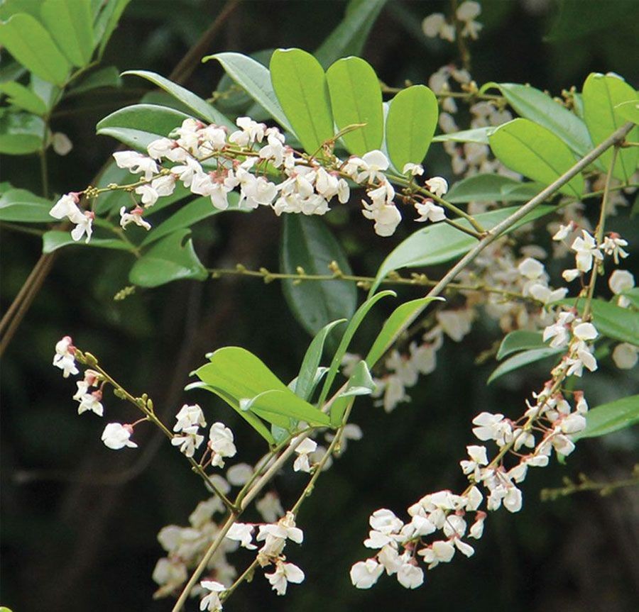 เถาวัลย์เปรียง สรรพคุณและประโยชน์