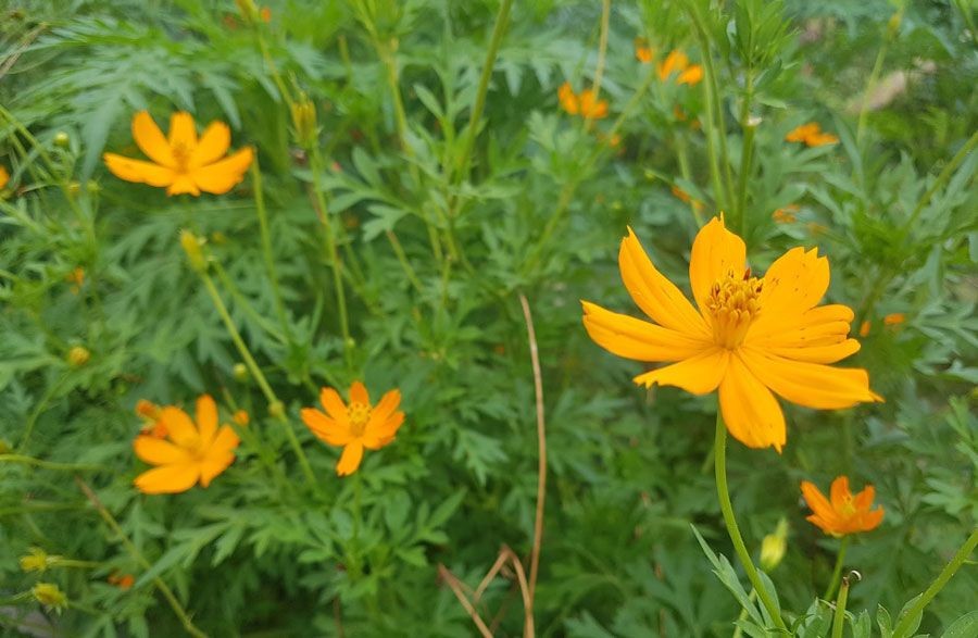 ดาวกระจาย สรรพคุณและประโยชน์