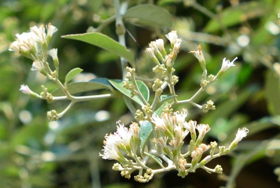 ตานหม่อน สรรพคุณและประโยชน์