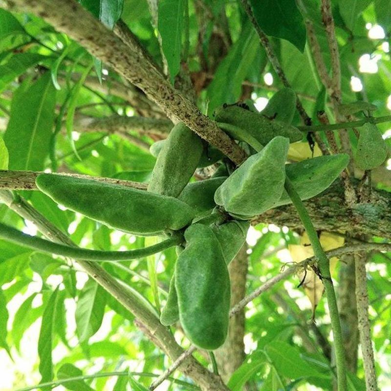 จุกโรหินี สรรพคุณและประโยชน์