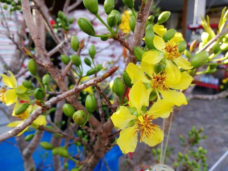 ช้างน้าว สรรพคุณและประโยชน์