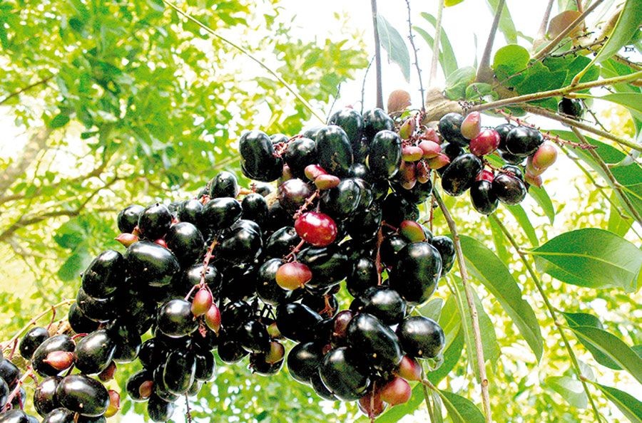 ชำมะเลียง สรรพคุณและประโยชน์