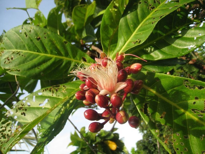 จิกสวน สรรพคุณและประโยชน์