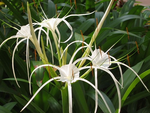 พลับพลึงตีนเป็ด สรรพคุณและประโยชน์