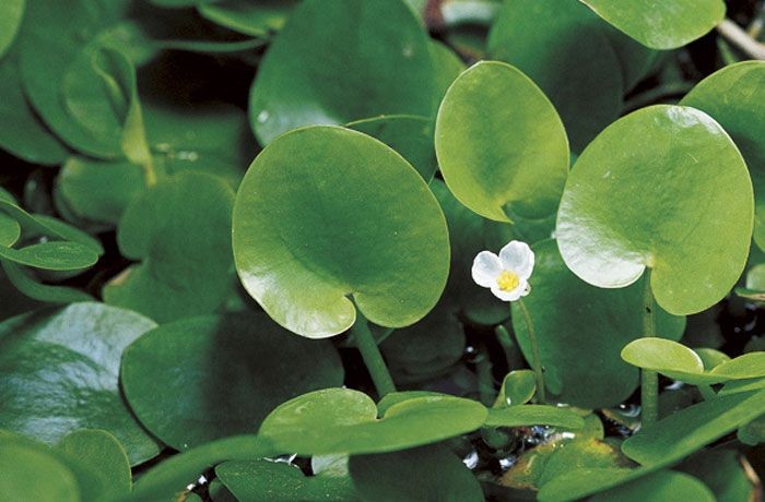 ตับเต่านา  สรรพคุณและประโยชน์