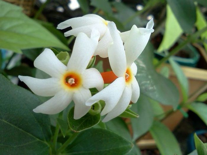 กรรณิการ์ สรรพคุณและประโยชน์