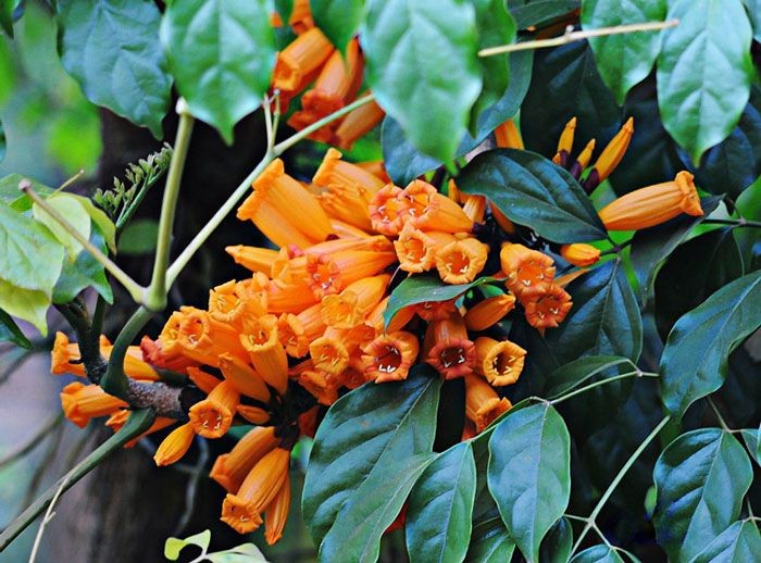 ปีบทอง สรรพคุณและประโยชน์