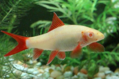 ปลากาแดงเผือก