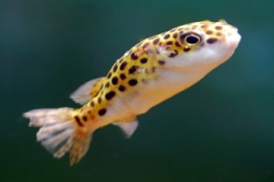 ปลาปักเป้าเหลืองทอง