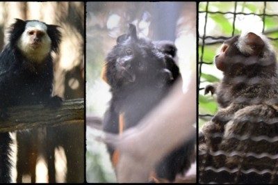 สวนสัตว์ขอนแก่น ต้อนรับสมาชิก ลิงหายาก 4 ชนิด รับเที่ยวปีใหม่