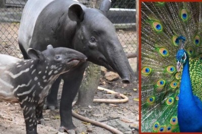 องค์การสวนสัตว์ฯ ชวนเที่ยวสวนสัตว์ทั่วไทย ร่วมกิจกรรมอนุรักษ์ วันคุ้มครองสัตว์ป่าแห่งชาติ