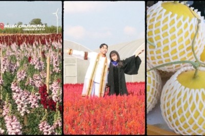 “ไร่เมล๋อน ชากังราว” กำแพงเพชร แหล่งท่องเที่ยวรับปีใหม่ สุดฟิน ชมดอกไม้สวย ชิมเมล่อนสดอร่อย