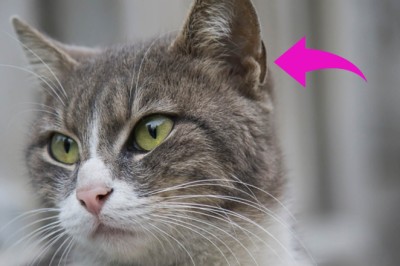 เคยสงสัยกันไหม รอยพับหลังหูแมวมีไว้ทำไม?