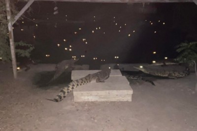 เปิดราคา เนื้อจระเข้ ฟาร์มดังลำพูน – จระเข้หัน มาแรงเวอร์ ขี้ไอ้เข้โลละ 500