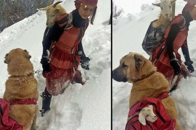 ภารกิจน่าเอ็นดู๊ว เด็กหญิงกับหมาคู่ใจช่วยแพะแม่ลูกอ่อนจากภูเขาหิมะ