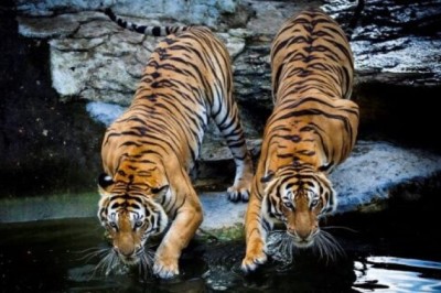 องค์การสวนสัตว์ฯ จัดแคมเปญตรุษจีน ชวนเที่ยวเสริมพลังชีวิตรับปีเสือ