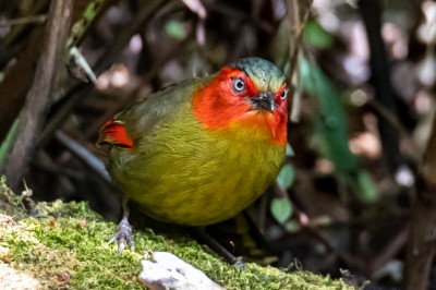 นกกะรางแก้มแดง (Red-faced Liocichla)