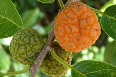 แกแล สรรพคุณและประโยชน์