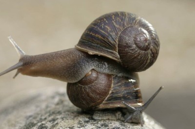 ‘เจเรมี่’ หอยทากไร้คู่ เพราะมีเปลือกวนซ้าย นักวิทย์หาคู่ให้ 2 ตัว คู่ก็ผสมพันธุ์กันเอง