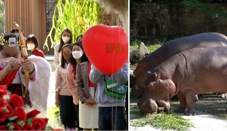 สวนสัตว์เชียงใหม่ จัดกิจกรรมวาเลนไทน์ “40 ปี คู่รักฮิปโปโปเตมัส”