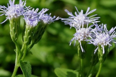 สาบเสือ สรรพคุณและประโยชน์