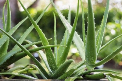 ว่านหางจระเข้ สรรพคุณและประโยชน์