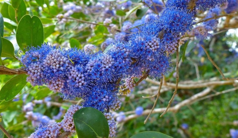 พลองเหมือด (พลองดำ) สรรพคุณและประโยชน์