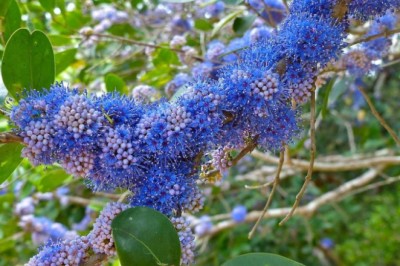 พลองเหมือด (พลองดำ) สรรพคุณและประโยชน์