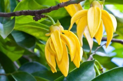 กระดังงา สรรพคุณและประโยชน์