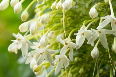 ปีบ สรรพคุณและประโยชน์