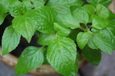 ยี่หร่า สรรพคุณและประโยชน์