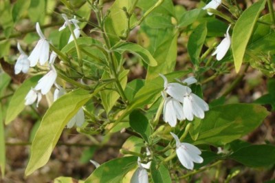 ทองพันชั่ง สรรพคุณและประโยชน์