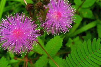 ไมยราบ สรรพคุณและประโยชน์