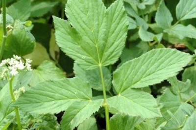 เทียนขาว สรรพคุณและประโยชน์