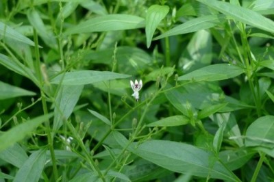 ฟ้าทะลายโจร Kariyat สรรพคุณและประโยชน์