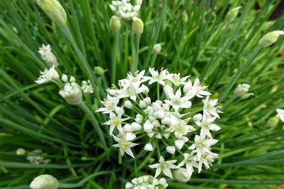 กุยช่าย สรรพคุณและประโยชน์