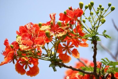 หางนกยูงฝรั่ง สรรพคุณและประโยชน์