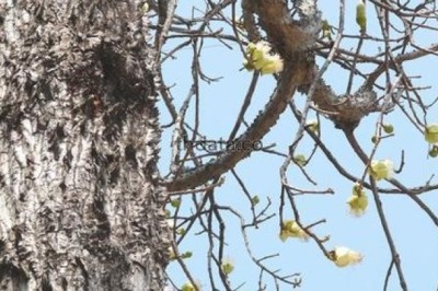 งิ้วป่า สรรพคุณและประโยชน์