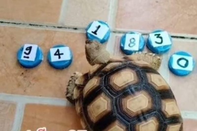 เลขเด็ด น้องเต่า จัดให้แบบ 3 ตัวชัดๆ งวด1/3/65 รีบดู ก่อนคนรู้เยอะ จะหาซื้อไม่ทัน