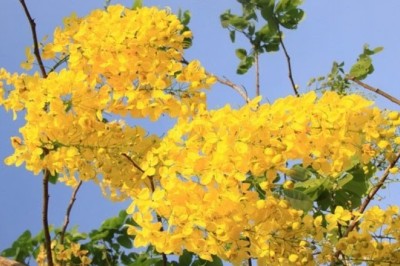 ราชพฤกษ์ สรรพคุณและประโยชน์