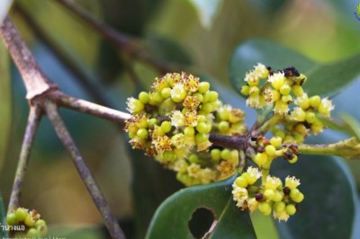 เฉียงพร้านางแอ สรรพคุณและประโยชน์